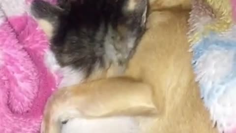 The best in 2022 🤣 Funniest 🐶 Dogs and Cats 😻 - Awesome Funny Pet Animals Videos 😇