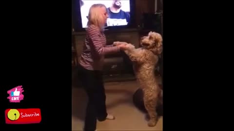 America Canada short video clipDogs