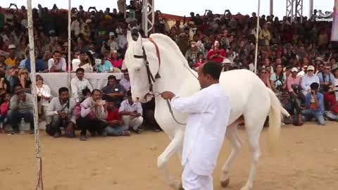 Rajasthan ke mele mein ghodon ka dance