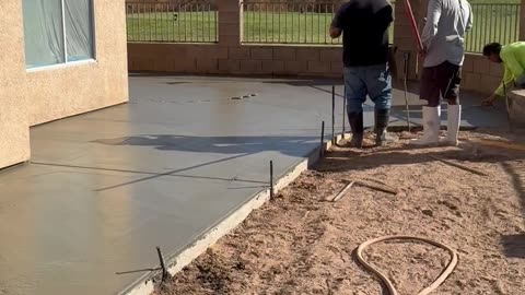 Snake Slithers Across Wet Concrete