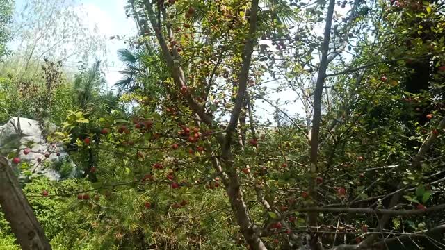 The fruit on this tree is red and very beautiful