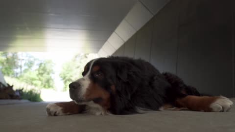 dog pets tunnel.!