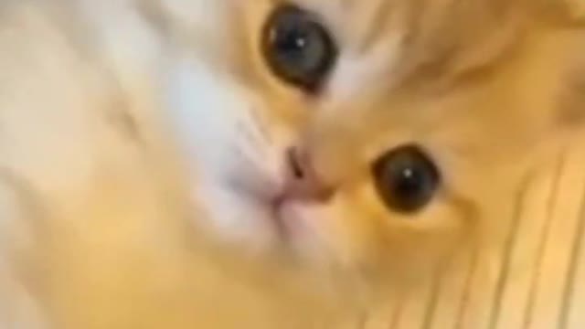 Cute Cats๐ป๐ป๐ธ๐ธ๐บ#shorts #animalsshorts #funnycats