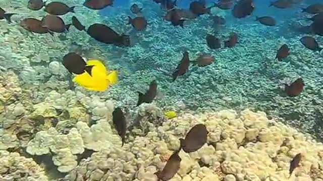 oceanlover#underwater#haveagoodday