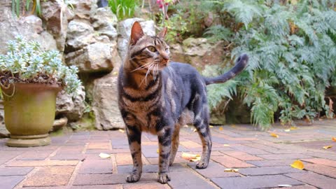 A Pet Cat Standing On The Brick Floor Of A Garden