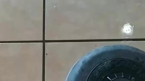 Adam demonstrates tile and grout cleaning