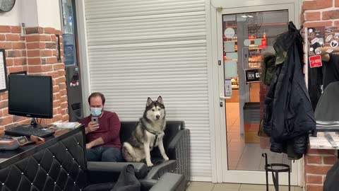 Husky waits at barber shop patiently