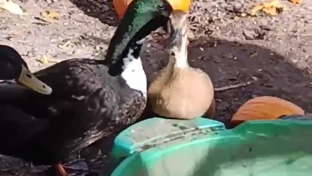 duck dance