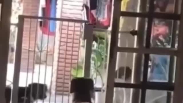 FUNNY ANIMALS VIDEOS TRY NOT TO LAUGH 🤣 | FUNNY CATS | FUNNY DOGS | CUTEST ANIMALS Ep 33 #SHORTS