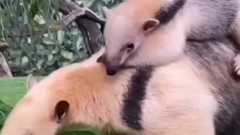 Meet the Four-toed Anteater, or Tamandua