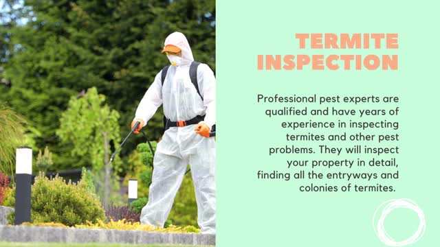 Everything You Need To Know About Effective Termite Treatment In Perth