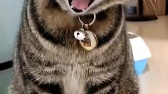 Cute Cats and Funny Animals Compilation 😹 Try Not To Laugh Challenge