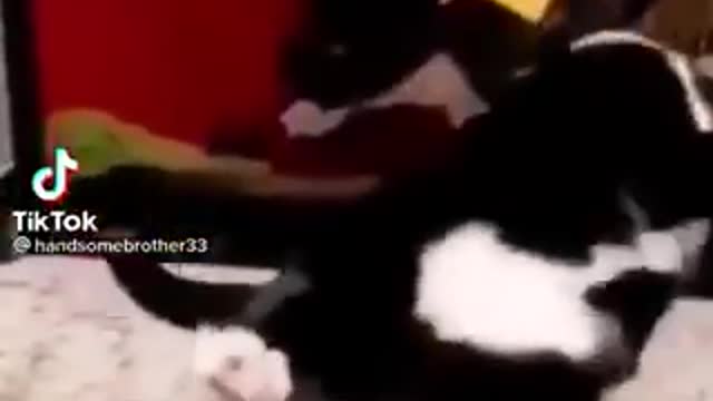 Funny video cat video❤️