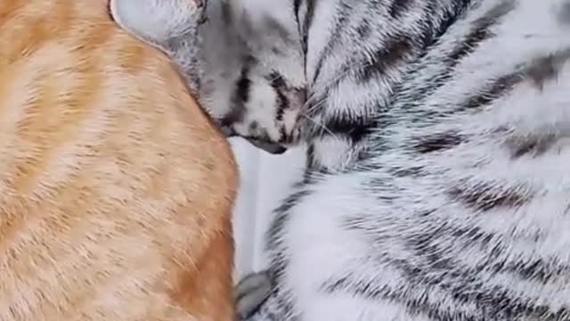 Come and see, what's the situation, can't beat it, pretend to sleep hee hee