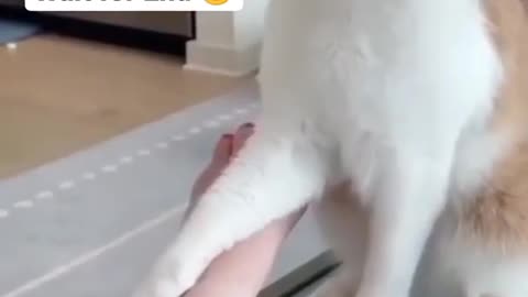 Crazy cat bite their owner
