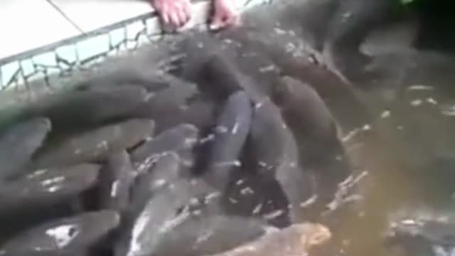 O SONHO DE TODO PESCADOR