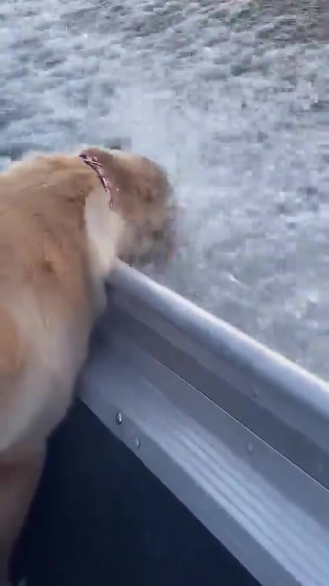 Funny dog in boat 🤣🤣