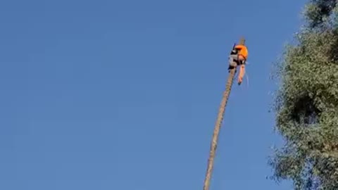 Man rides palm Tree 😱 Amazing and dangerous!