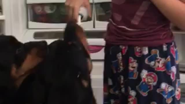 Lovely dogs eating whipped cream