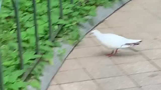 Pigeons looking for food