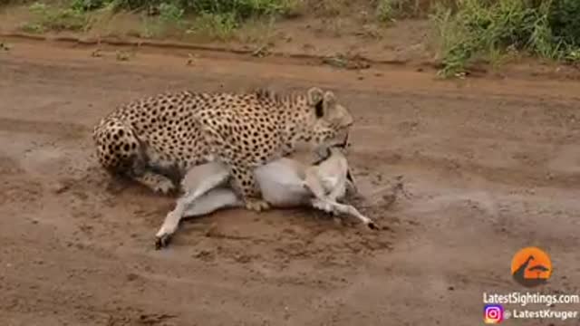 Duiker cries for help from cheetah!