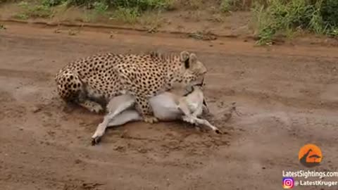 Duiker cries for help from cheetah!