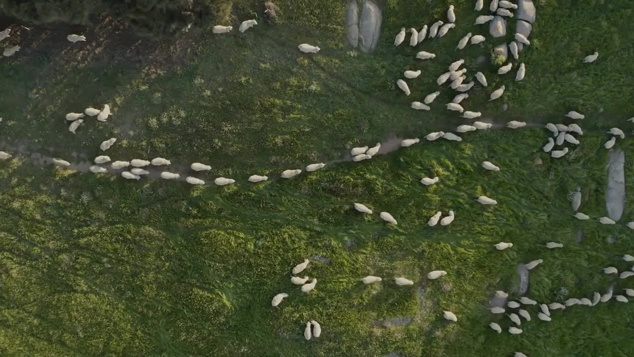 Aerial view of hundreds of sheep walking in field on Kangaroo island, Australia