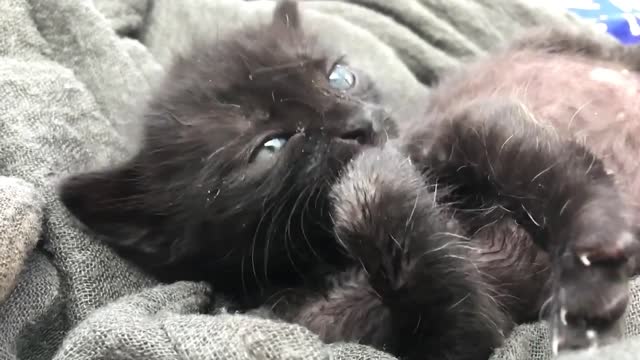 Cute and Funny Cat Videos