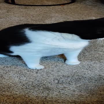 Eating Lean Cuisine Herb Roasted Chicken, Dbn, MI, 10/16/23