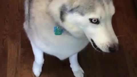 Stubborn Husky Dog Videos 😁😇 Best Funny Animal Videos 2022 😺 Funny Dog Videos 2022 😁