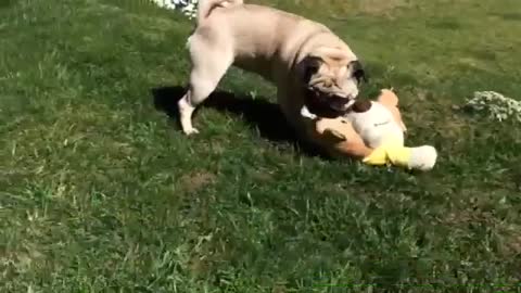 Pug peleando con su peluche😂