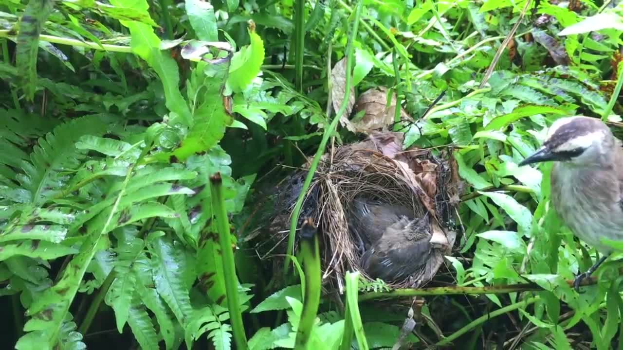 MOTHER BIRD ATTACK SNAKE BACK AFTER IT COMES TO BITE BABIES