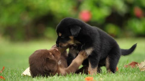 The most beautiful thing when you see young dogs and play