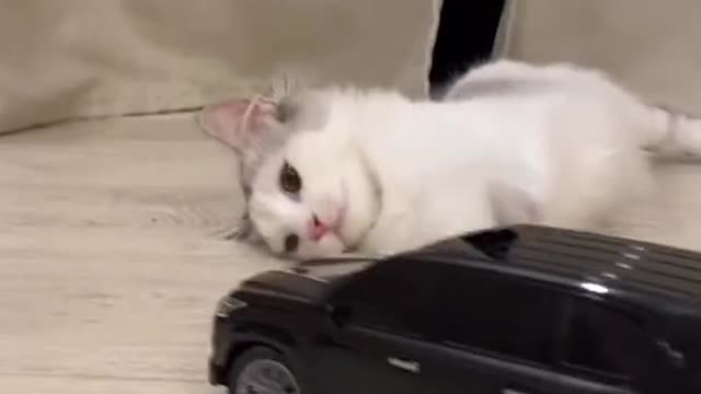 The cat plays the electric car