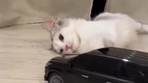 The cat plays the electric car