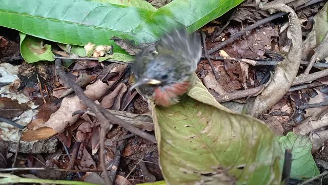 The baby bird that fell out of the cage