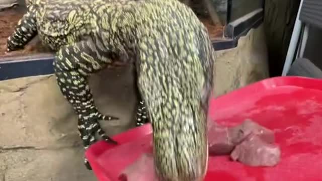 Would you feed the lizard with the largest teeth in the world 😬