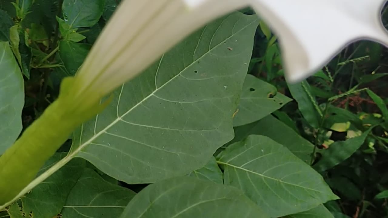 Datura stramonium Flower