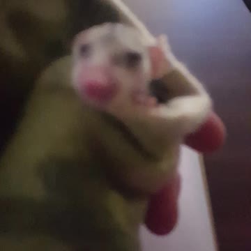 Baby possum rescue. SO CUTE!!!