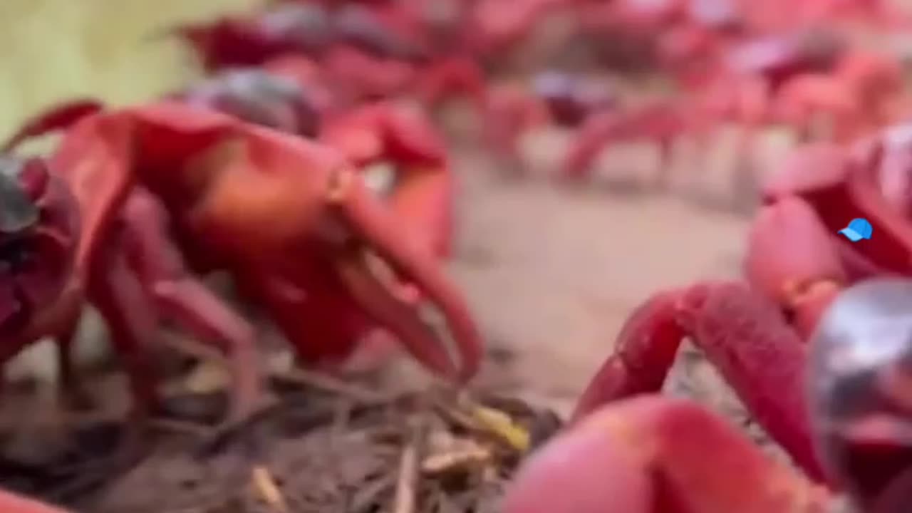 Holy crab! Piles of crabs were seen swarming across a road on Australia’s Christmas Island