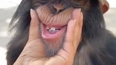 Smiling monkey