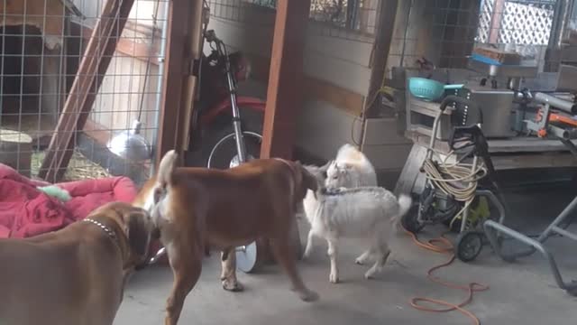Boerboels of Mentone ranch