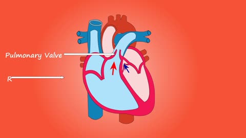 Oxygen Flow bIn Heart