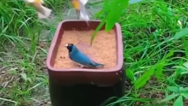 Amazing Pet Video | Nice Bird