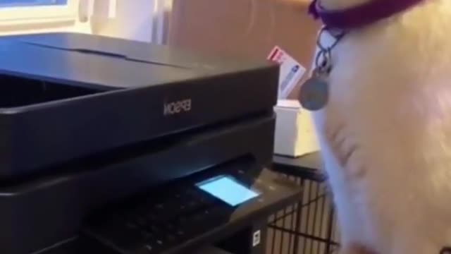 meow what a scare 🤣😲😯🙀