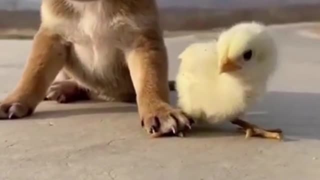 Cute puppy blocks the movement of a chick inadvertently