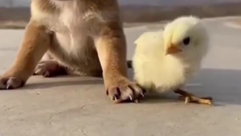 Cute puppy blocks the movement of a chick inadvertently