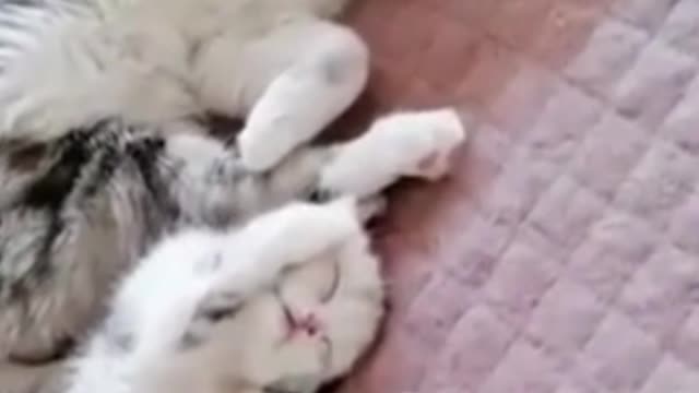 Funny Cats You Can't Stop Laughing | Pet Loverrific