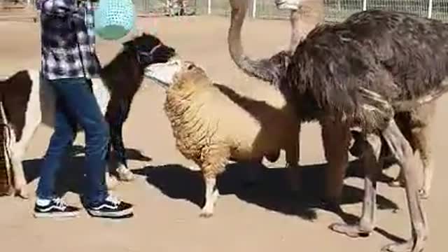 Feeding ostrich and llama