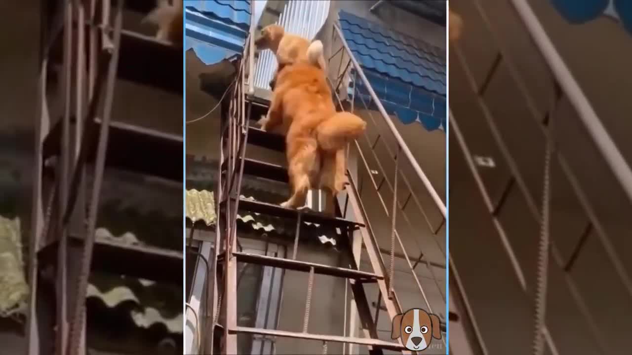 Compilation of funny animal videos | Try not to laugh Challenge 2021